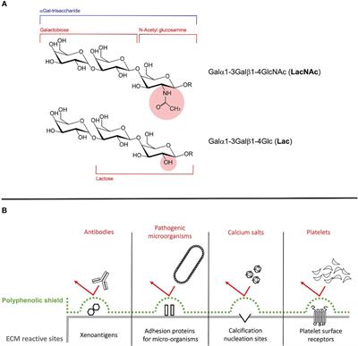 Correlations between the alpha-Gal antigen, antibody response and calcification of cardiac valve bioprostheses: experimental evidence obtained using an alpha-Gal knockout mouse animal model